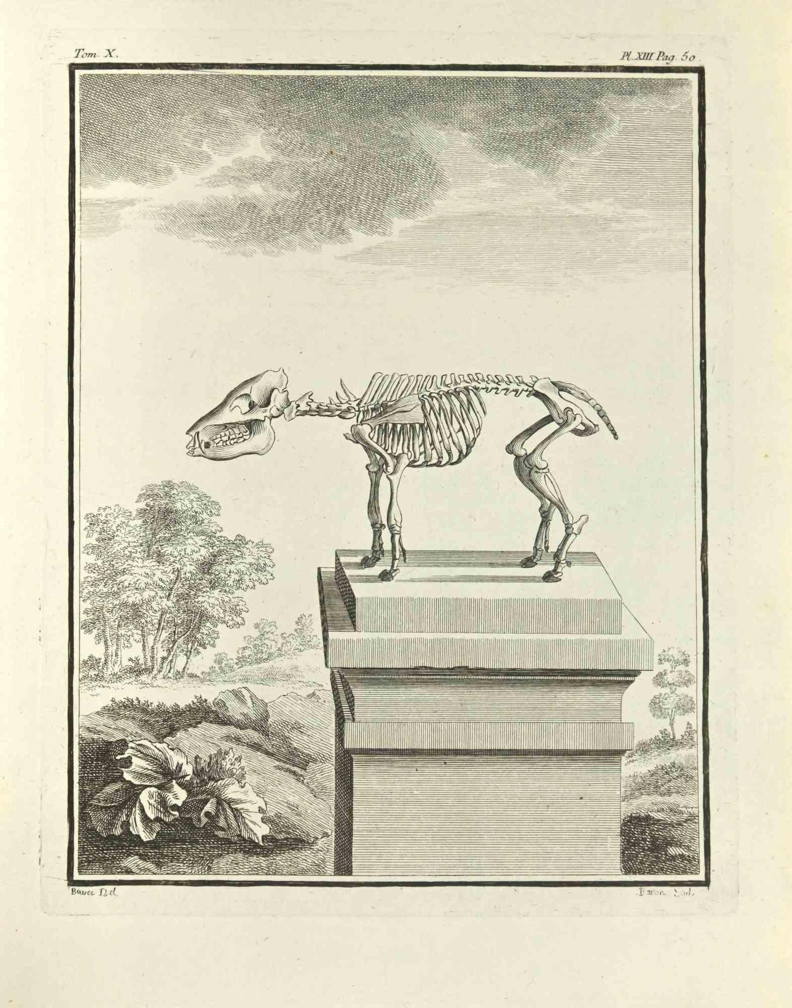 The Skeleton is an etching realized by Jacques Baron in 1771.

It belongs to the suite "Histoire Naturelle de Buffon".

The Artist's signature is engraved lower right.

Good conditions
