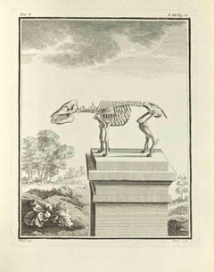 Le squelette - eau-forte de Jacques Baron - 1771