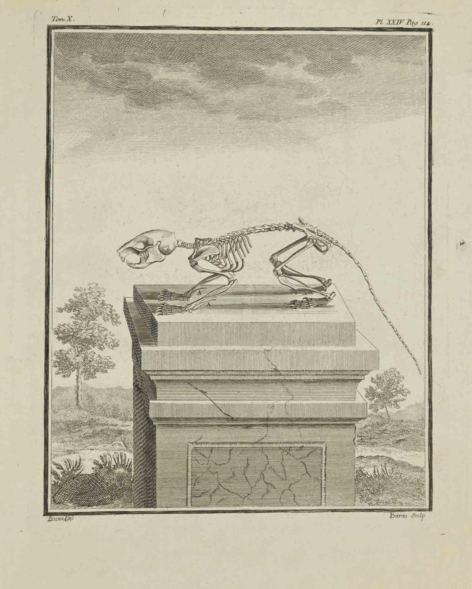 The Skeleton is an etching realized by Jacques Baron in 1771.

It belongs to the suite "Histoire Naturelle de Buffon".

The Artist's signature is engraved lower right.

Good conditions.