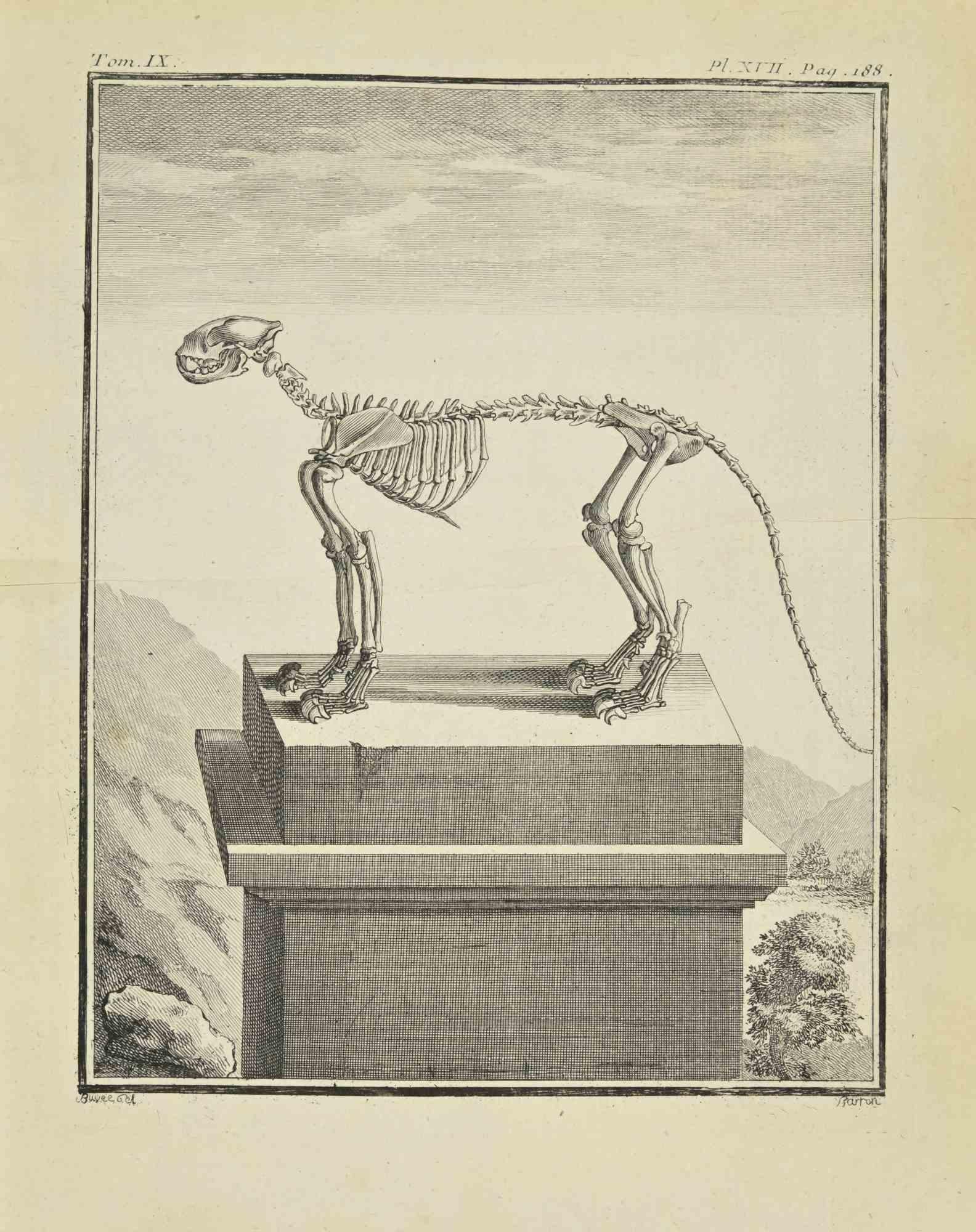 The Skeleton is an etching realized by Jacques Baron in 1771.

The artwork Belongs to the suite "Histoire naturelle, générale et particulière avec la description du Cabinet du Roi". Paris: Imprimerie Royale, 1749-1771. The Artist's signature is
