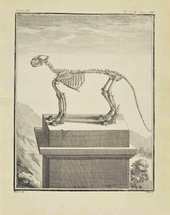 Le squelette - eau-forte de Jacques Baron - 1771