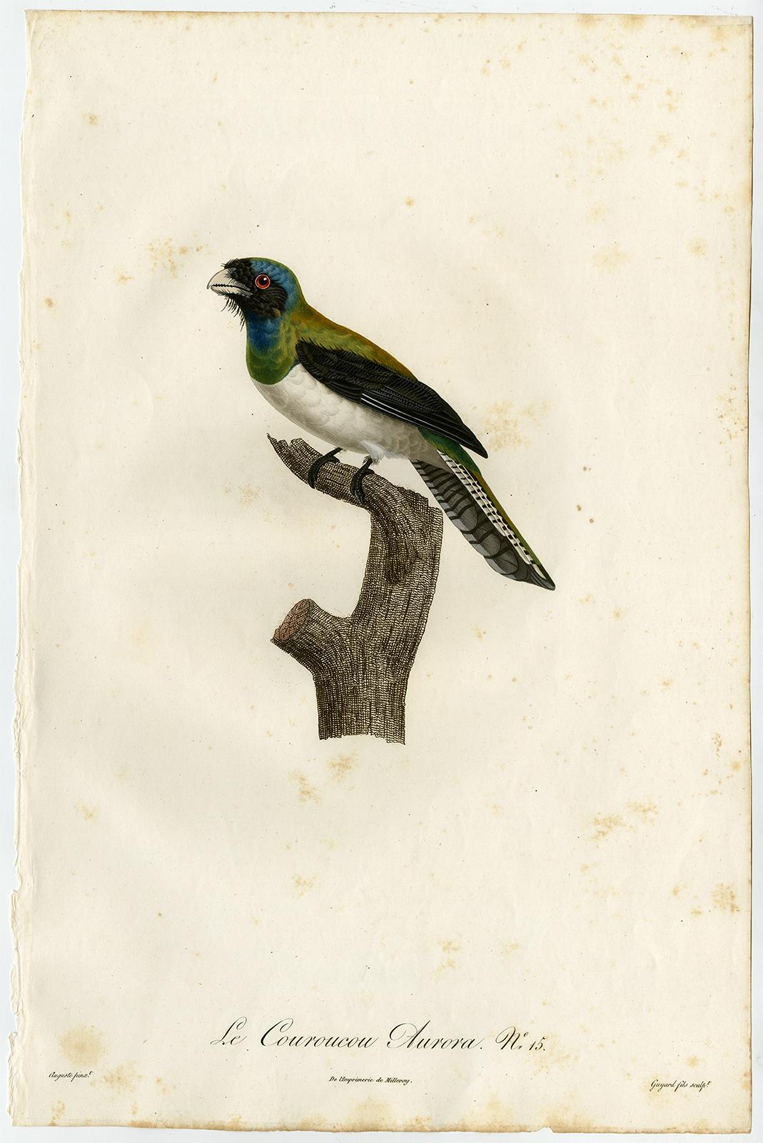 Jacques Barraband Animal Print - A curucui bird species by Barraband - Hand coloured etching - 19th century