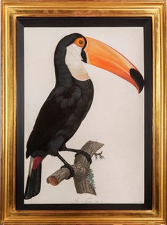 A Group of Four Toucans.
