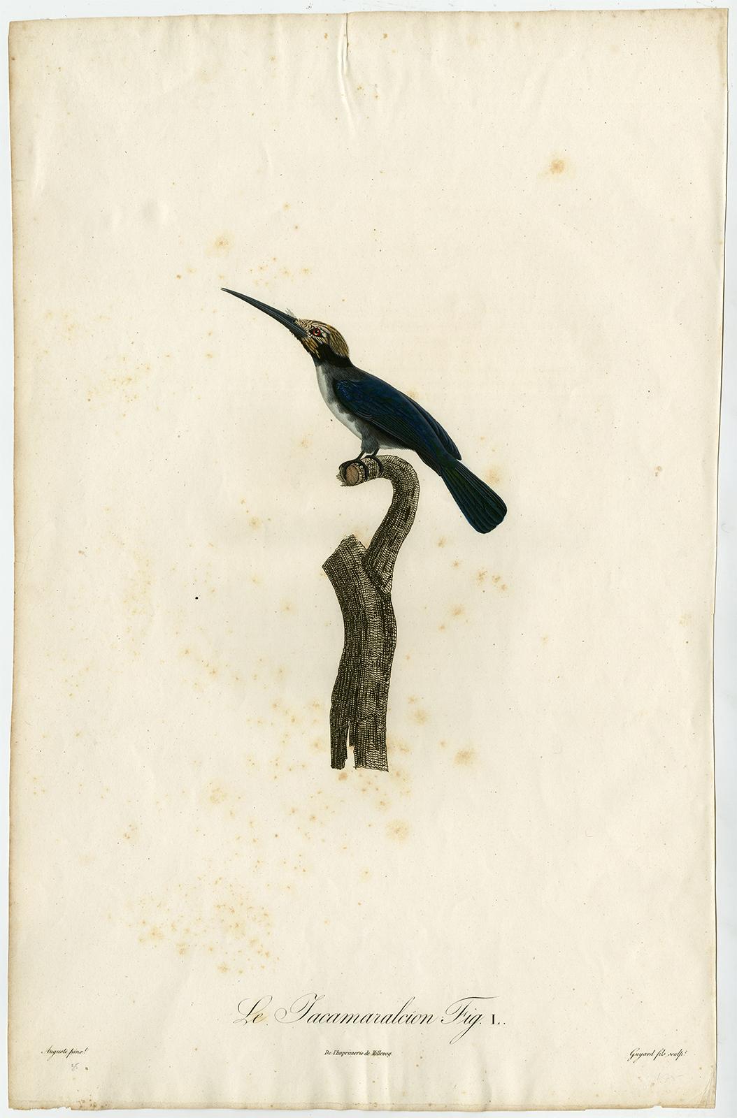 Jacques Barraband Animal Print - A Jacamar bird species by Barraband - Hand coloured etching - 19th century