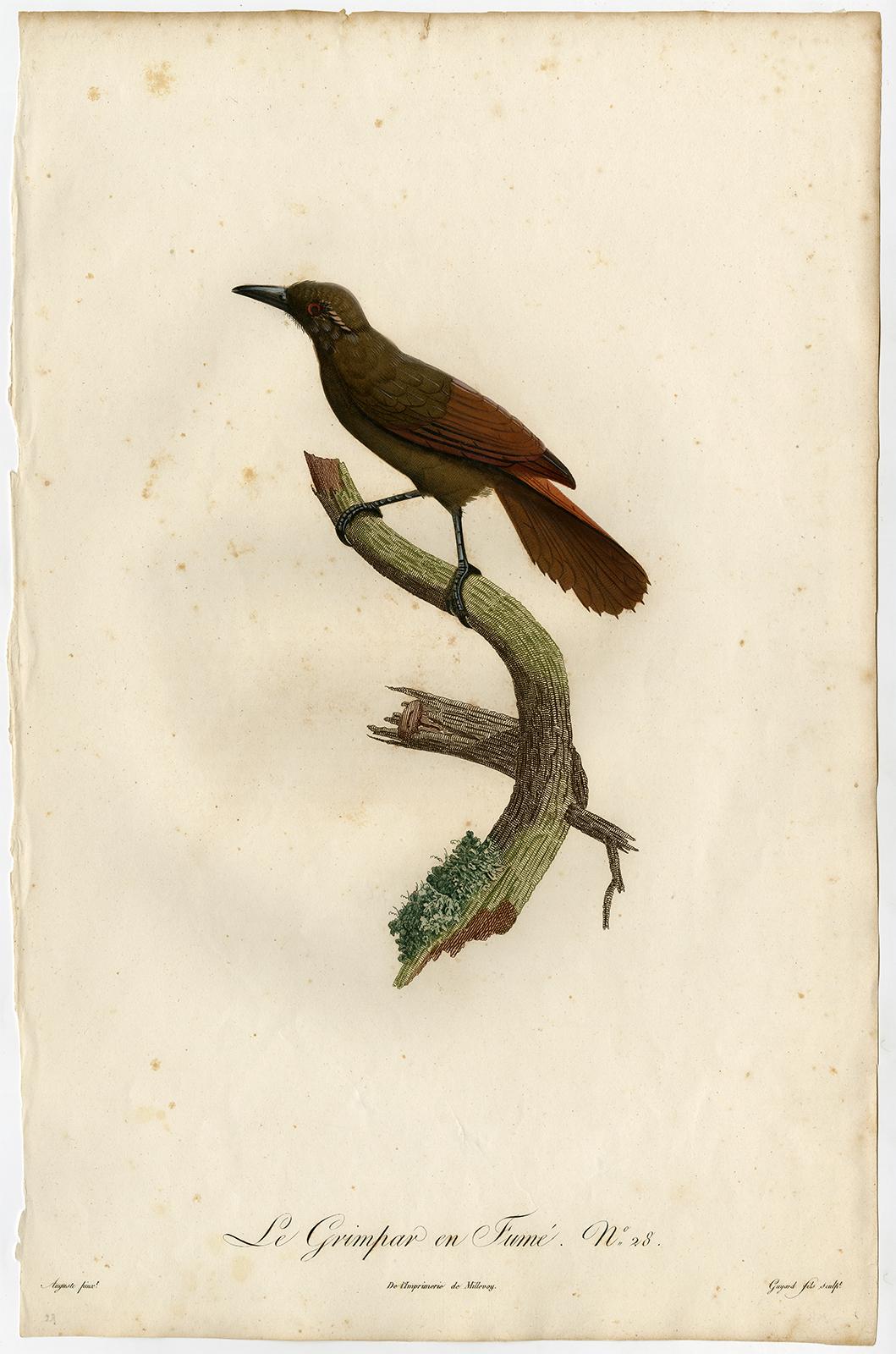 Jacques Barraband Animal Print - A woodcreeper bird species by Barraband - Hand coloured etching - 19th century