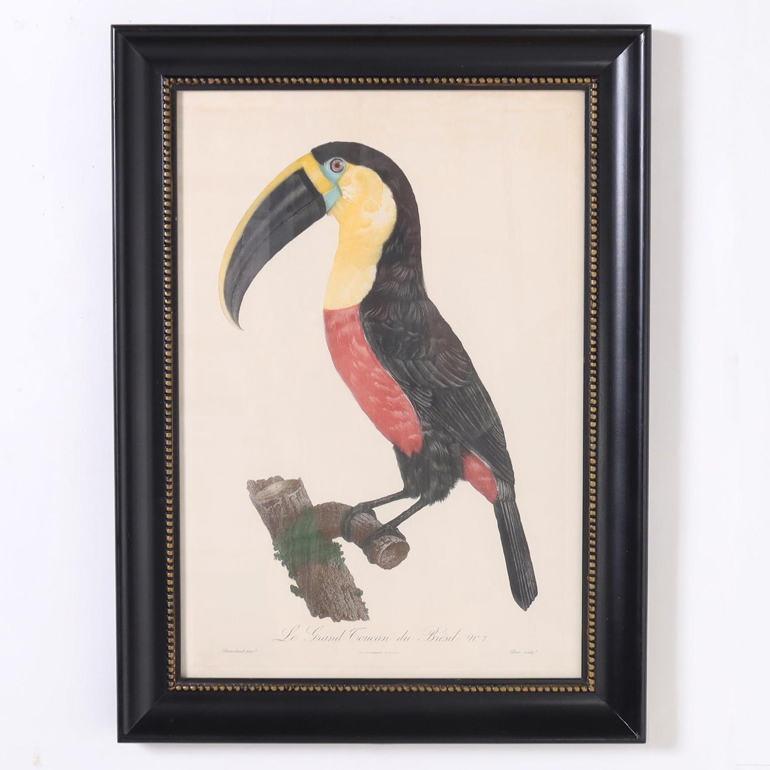 Striking 19th century engraving of a toucan hand colored by artist and naturalist Jacques Barraband (1767-1809 ) first published in Paris 1801. Presented under glass in a lacquered wood frame with beaded highlights.