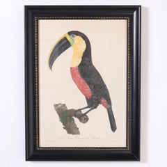 Gravure ancienne colorée à la main d'un toucan par Jacques Barraband