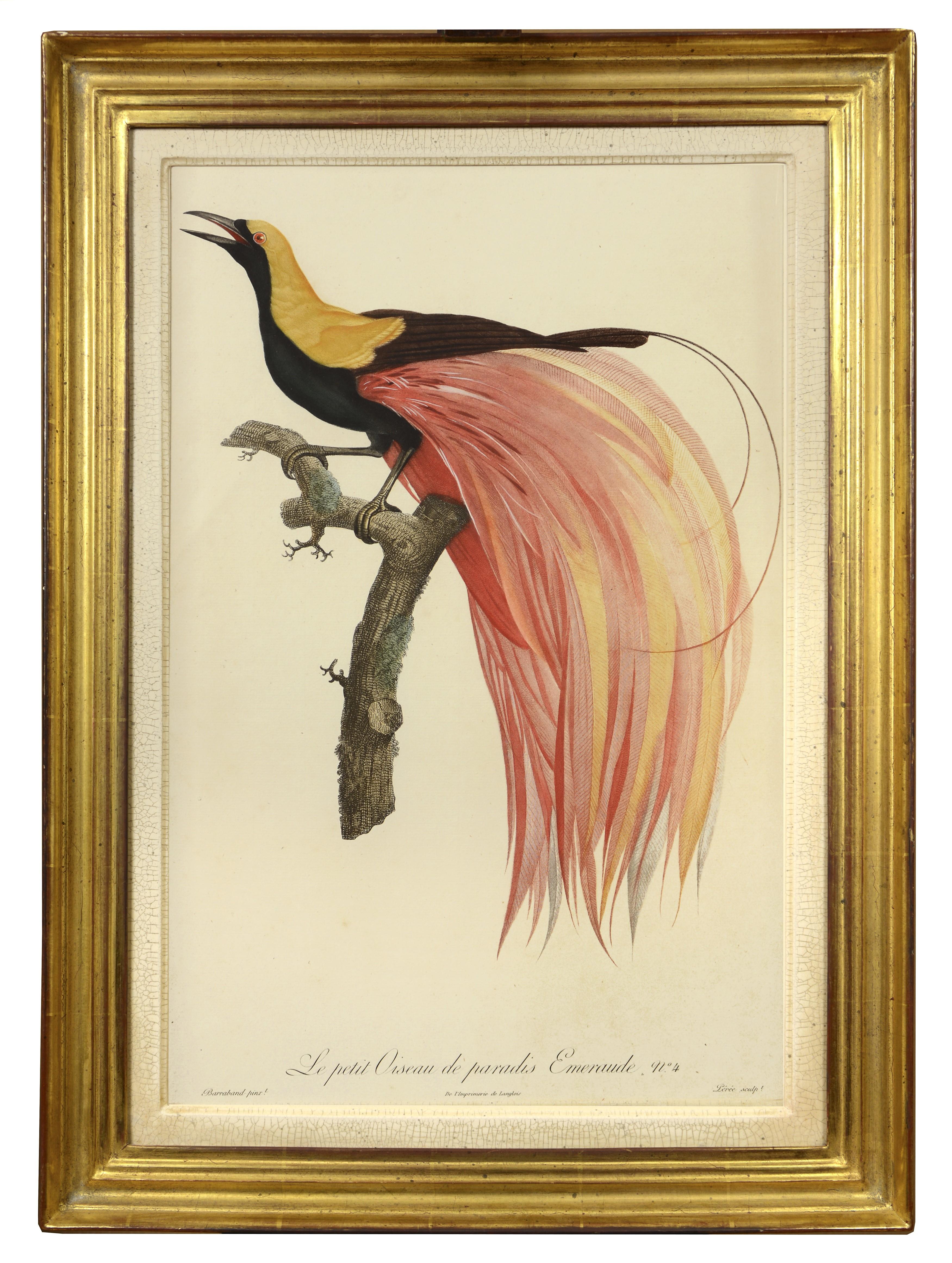 BARRABAND.  Two Birds of Paradise - Print by Jacques Barraband