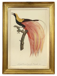 BARRABAND. Due uccelli del paradiso