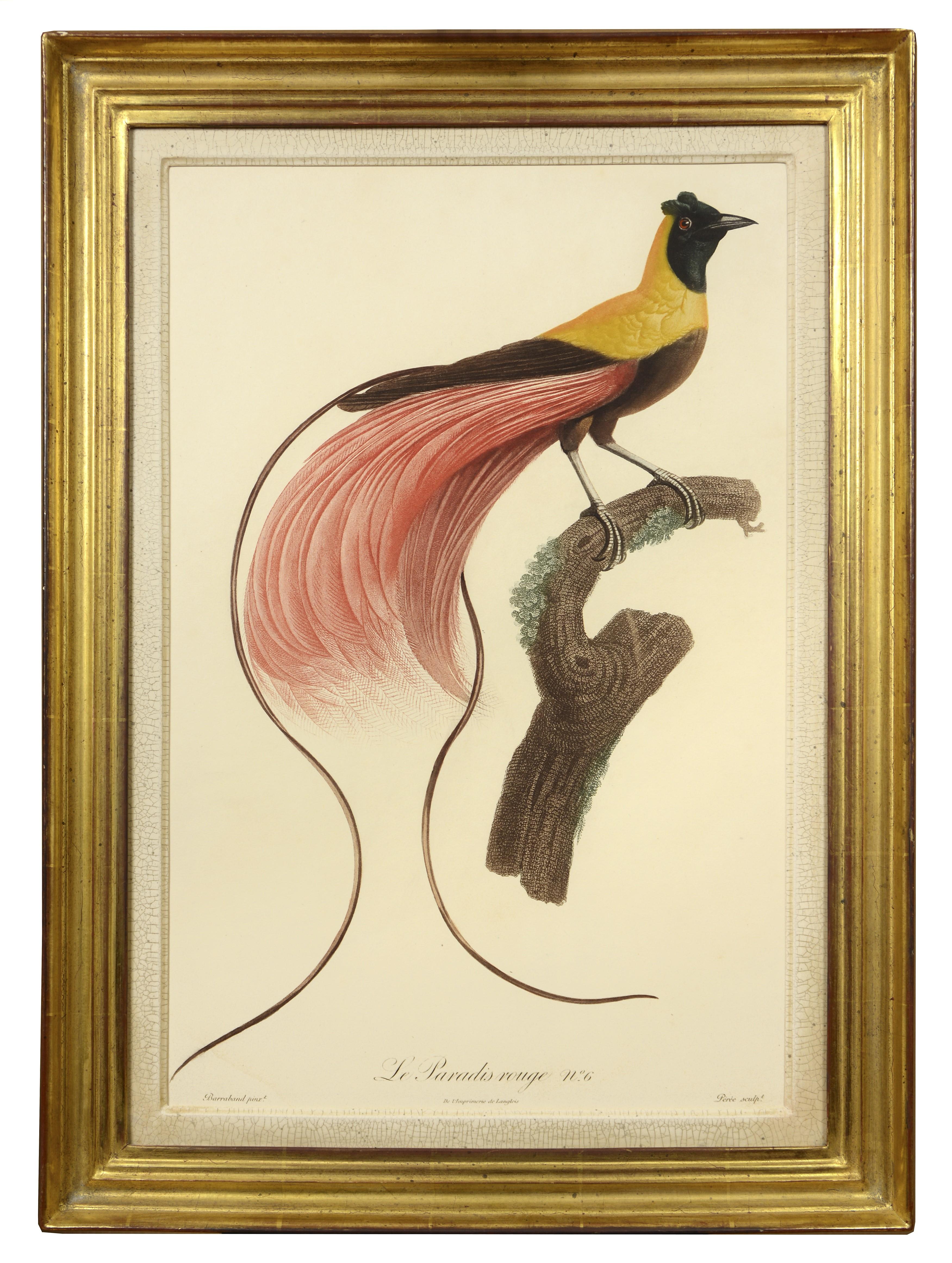 Jacques Barraband Animal Print - BARRABAND.  Two Birds of Paradise
