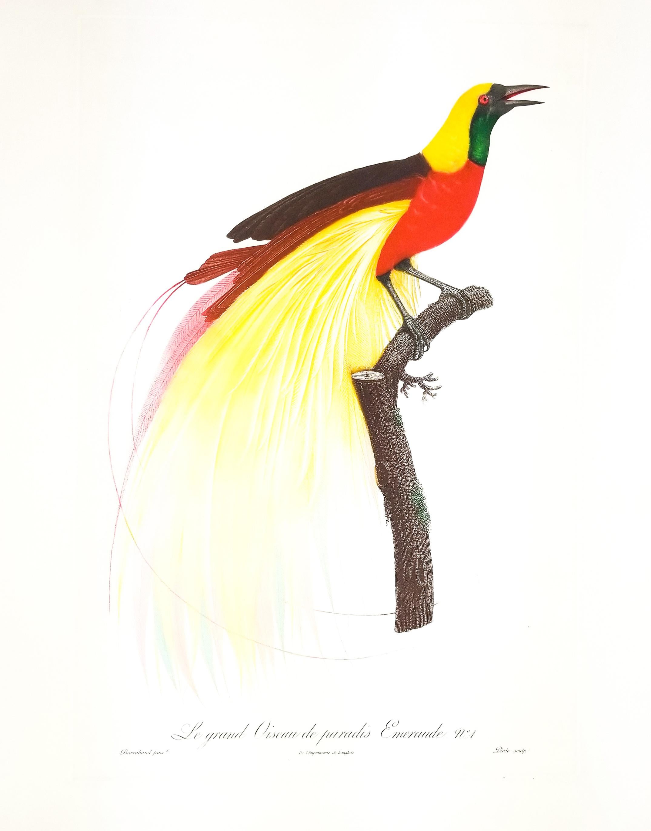 Duet of Big Birds of Paradise 1 and 2 - Print by Jacques Barraband