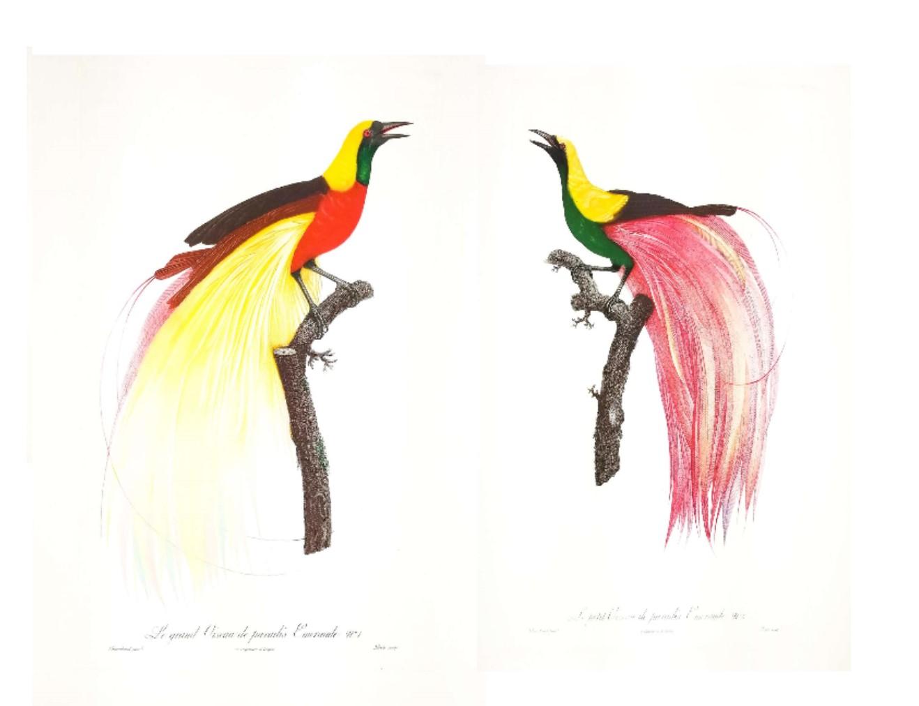 Jacques Barraband Animal Print - Duet of Big Birds of Paradise 1 and 2