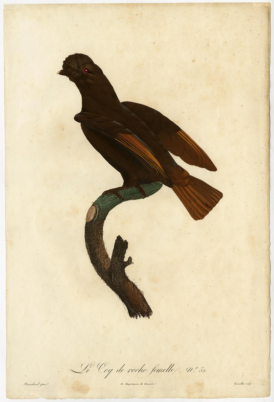 Jacques Barraband Animal Print - Female cock-of-the-rock bird by Barraband - Hand coloured etching - 19th century