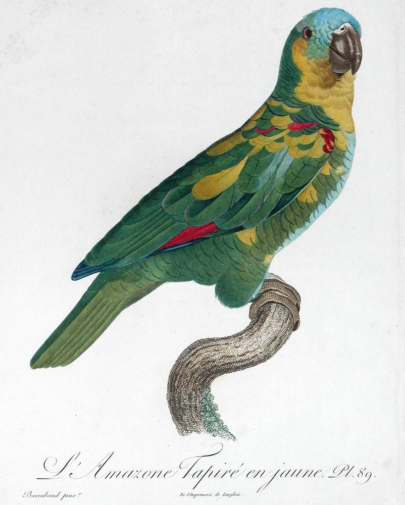 Jacques Barraband Animal Print - L'Amazone Tapire en jaune (Amazon Yellow Parrot).