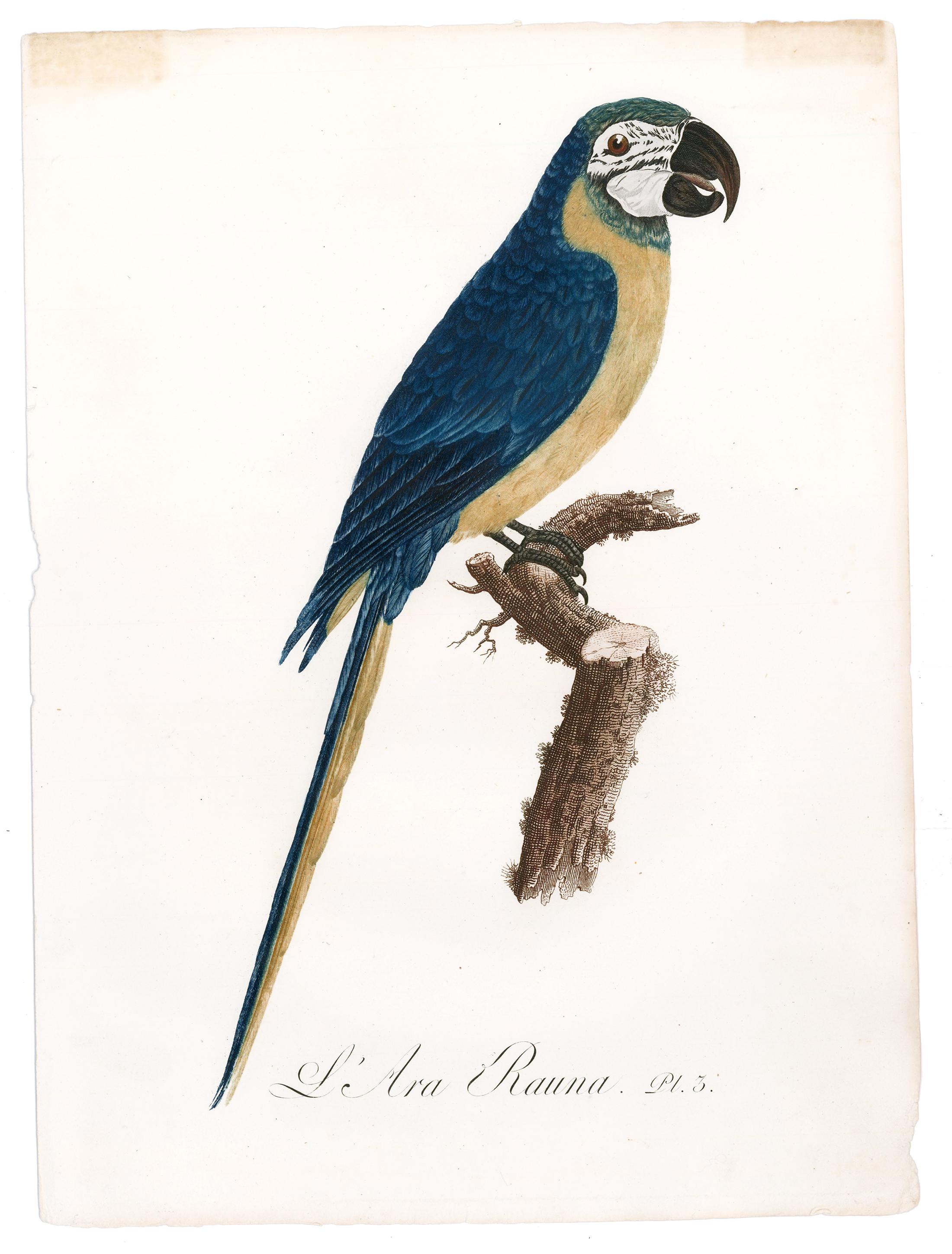 L'Are Rauna (Blue and Yellow Macaw) - Print by Jacques Barraband