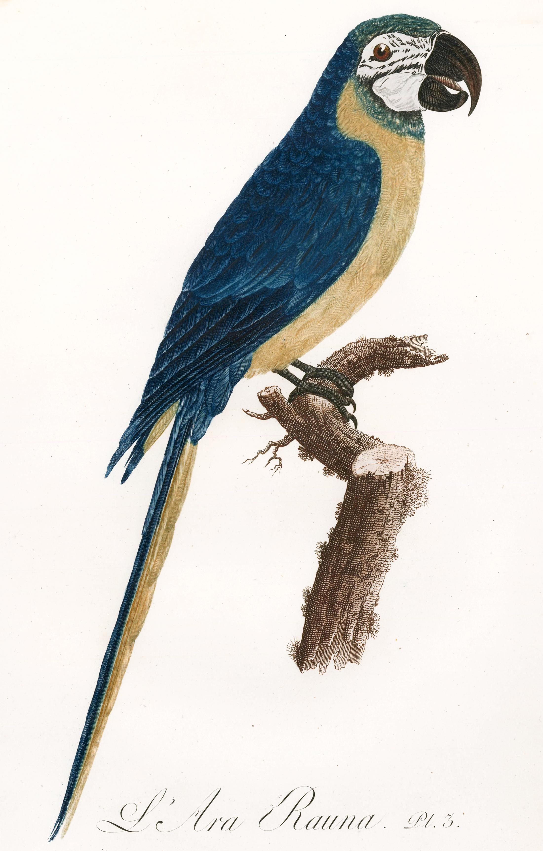 Jacques Barraband Animal Print - L'Are Rauna (Blue and Yellow Macaw)