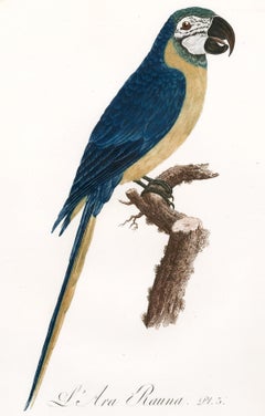 L'Are Rauna (Blue and Yellow Macaw)