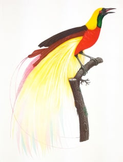 Le Grand Oiseau de Paradis Emeruade No. 1