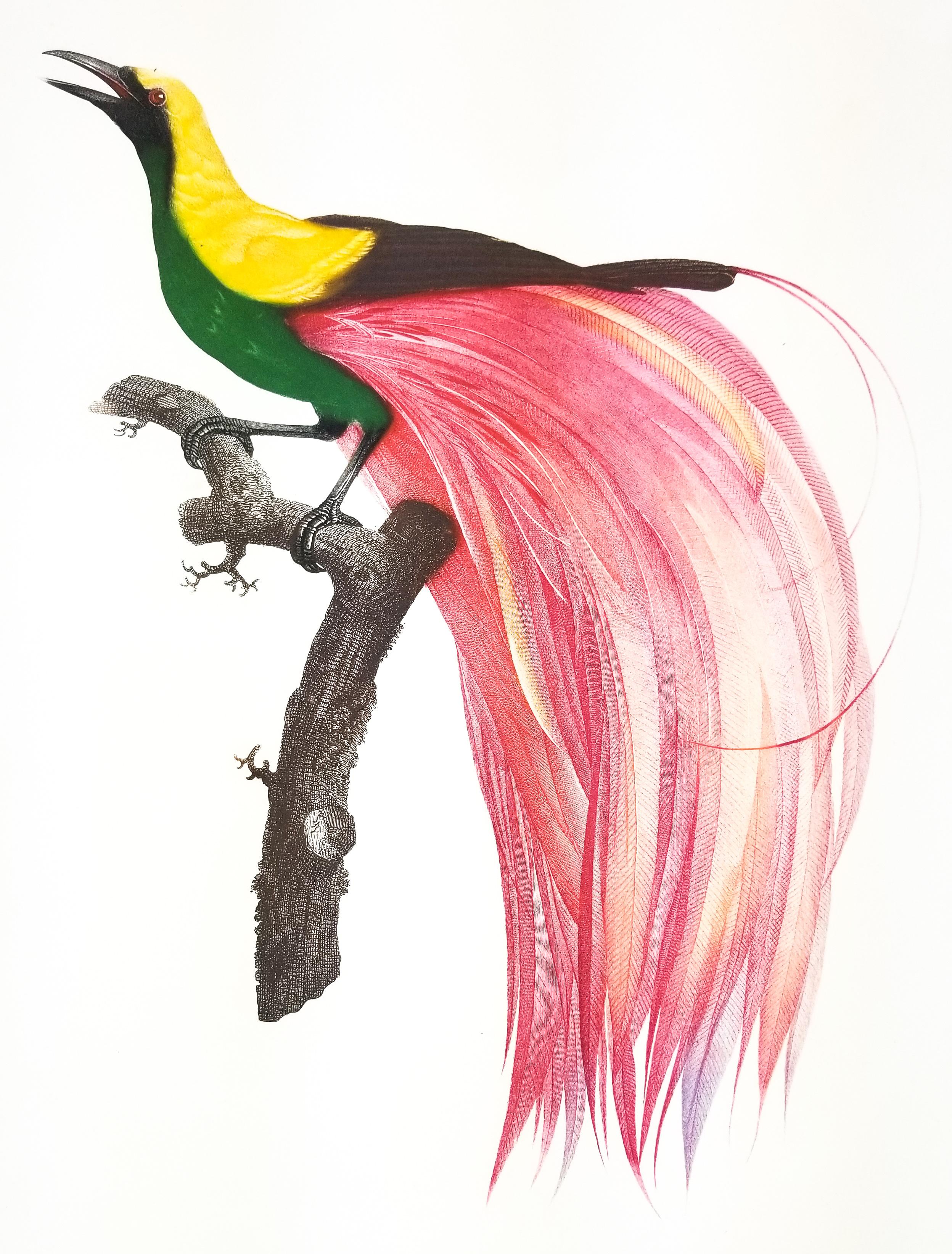 Le Grand Oiseau de Paradis Emeruade No. 4 - Print by Jacques Barraband