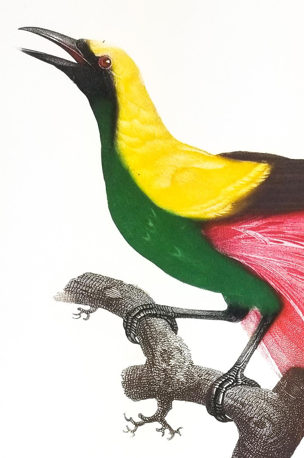 oiseau du paradis animal