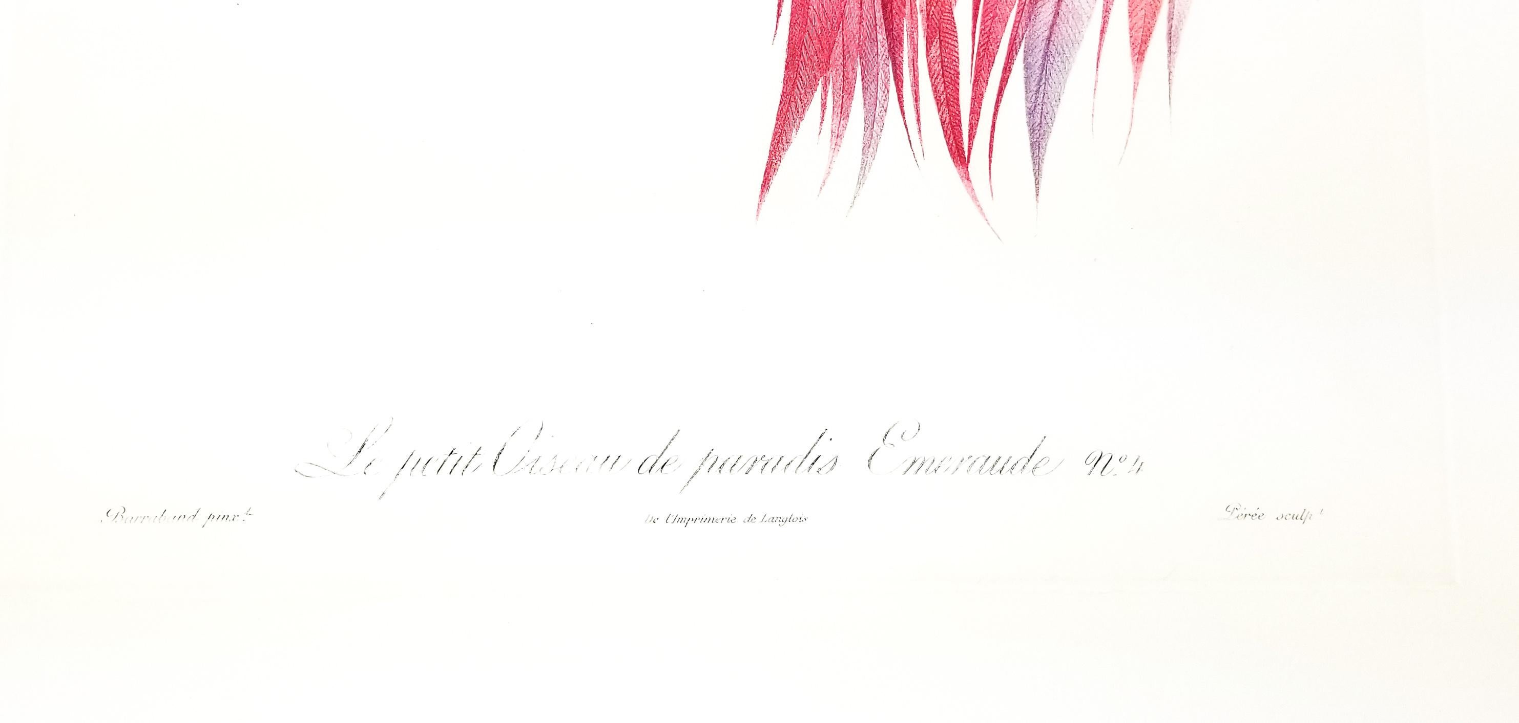 l'oiseau de paradis animal