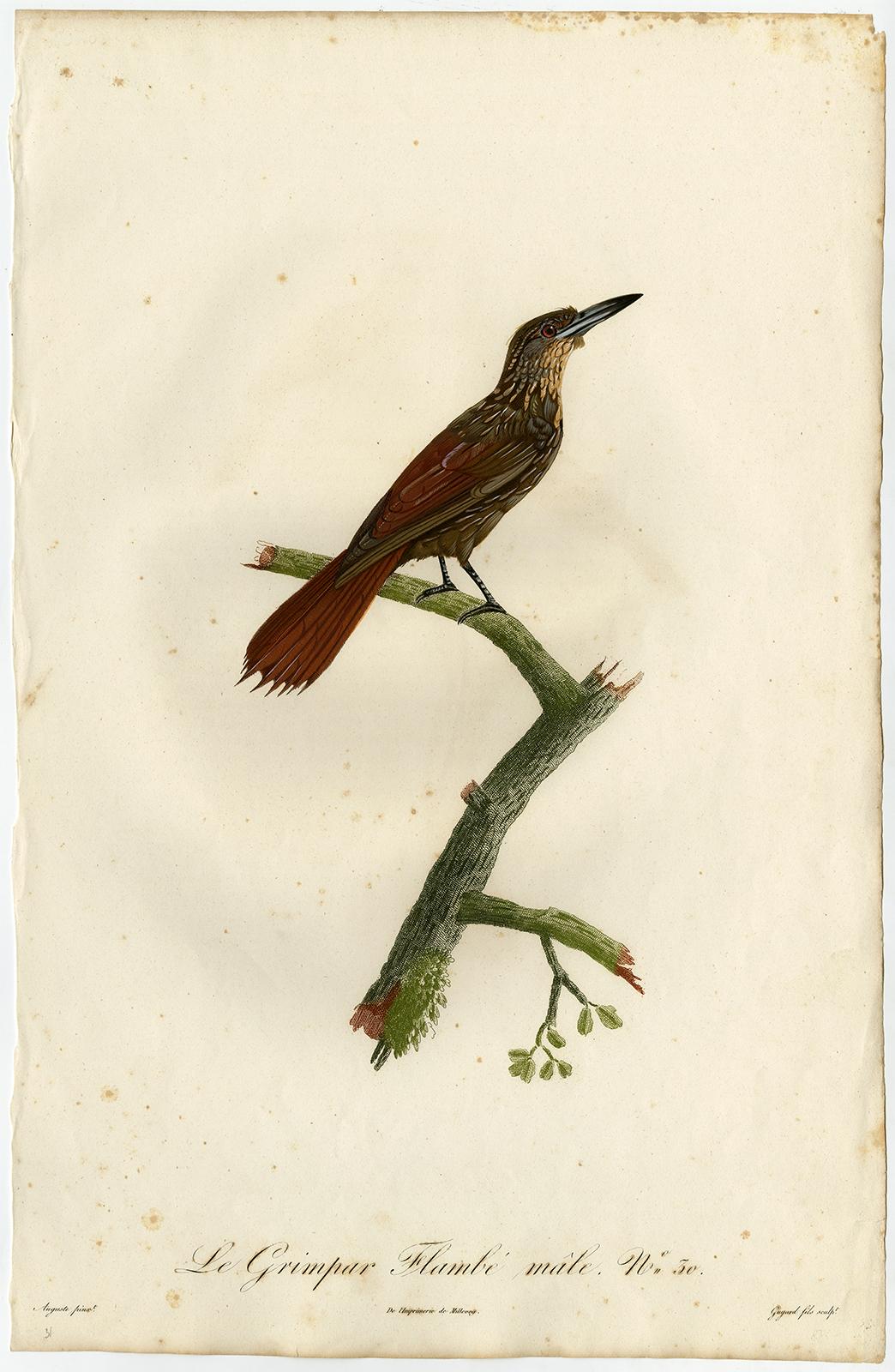 Jacques Barraband Animal Print - Male chestnut-rumped woodcreeper by Barraband - Hand coloured etching - 19th c