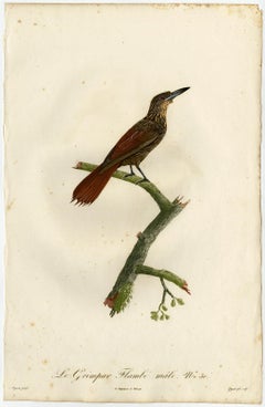 Male chestnut-rumped woodcreeper by Barraband - Hand coloured etching - 19th c