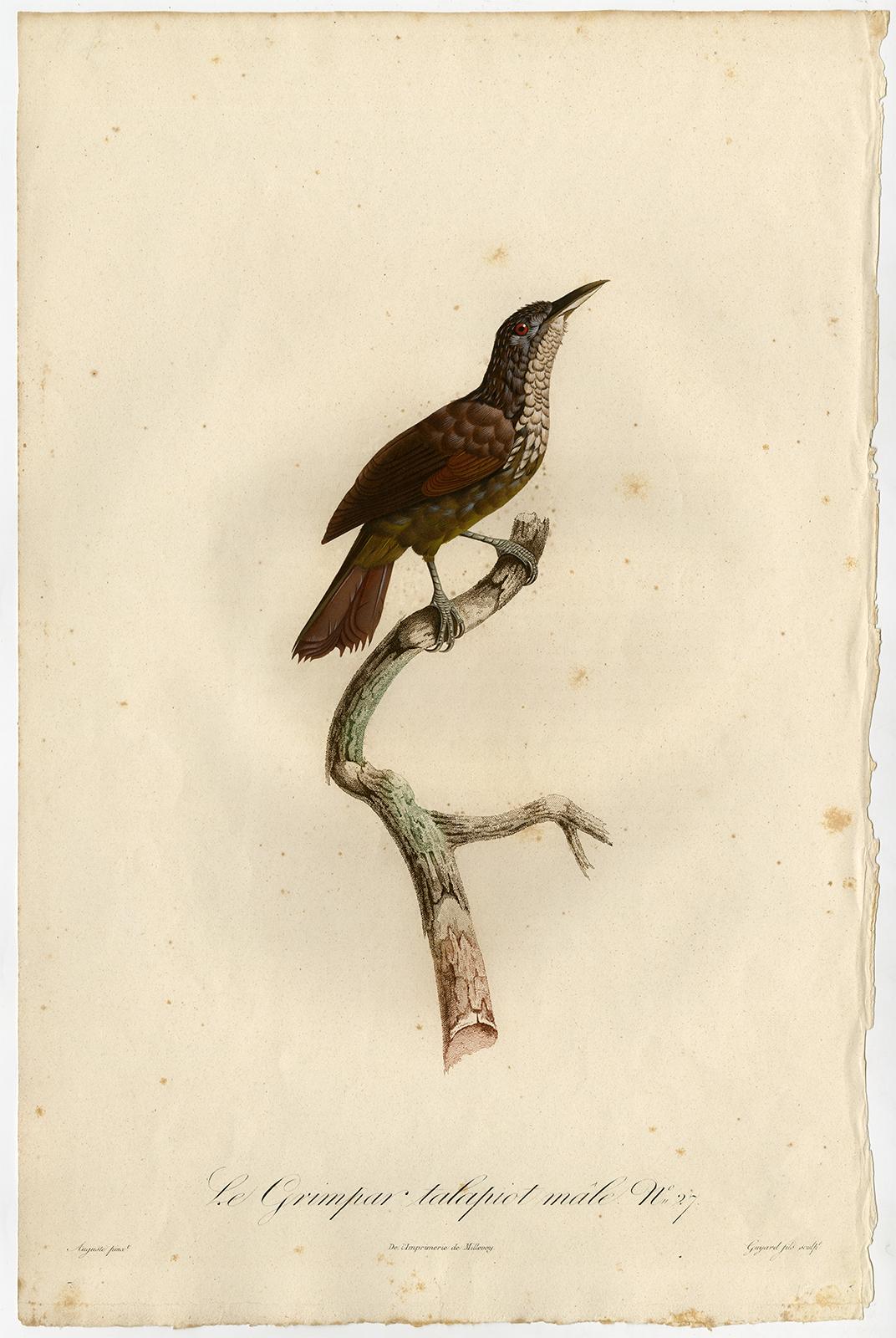 Jacques Barraband Animal Print - Male straight-billed woodcreeper by Barraband - Hand coloured etching - 19th c