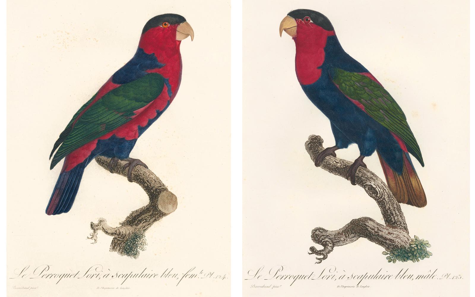 Jacques Barraband Animal Print - Pair of Parrot Prints