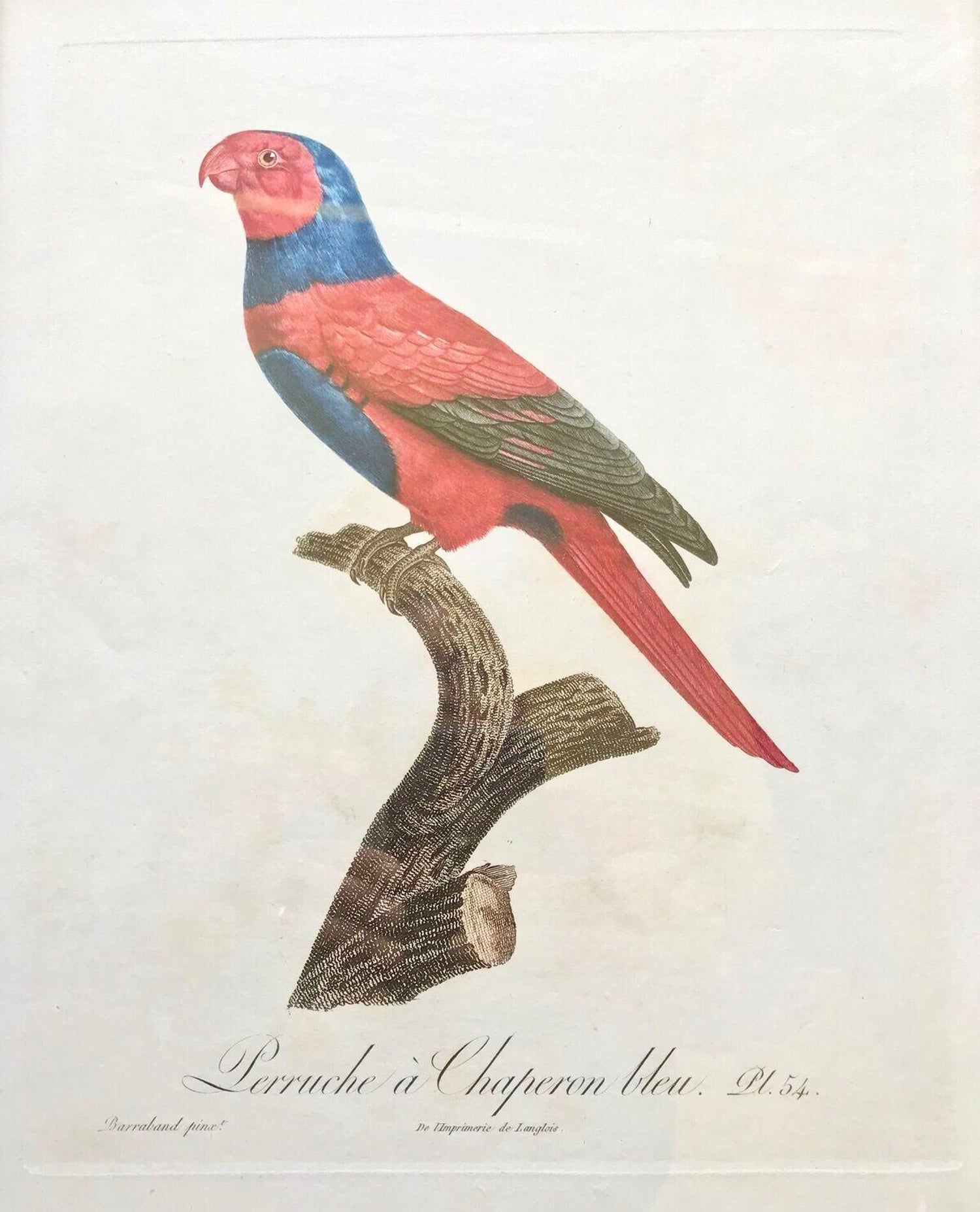 Jacques Barraband Perruche A Chaperon Bleu Pt 54 For Sale At 1stdibs