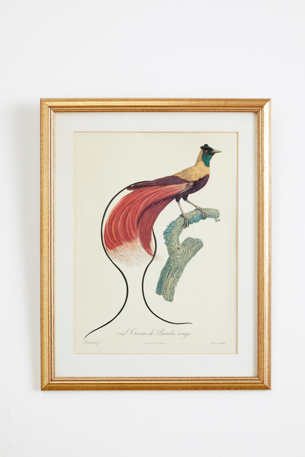 Set of 16 Hand Colored Etchings 6