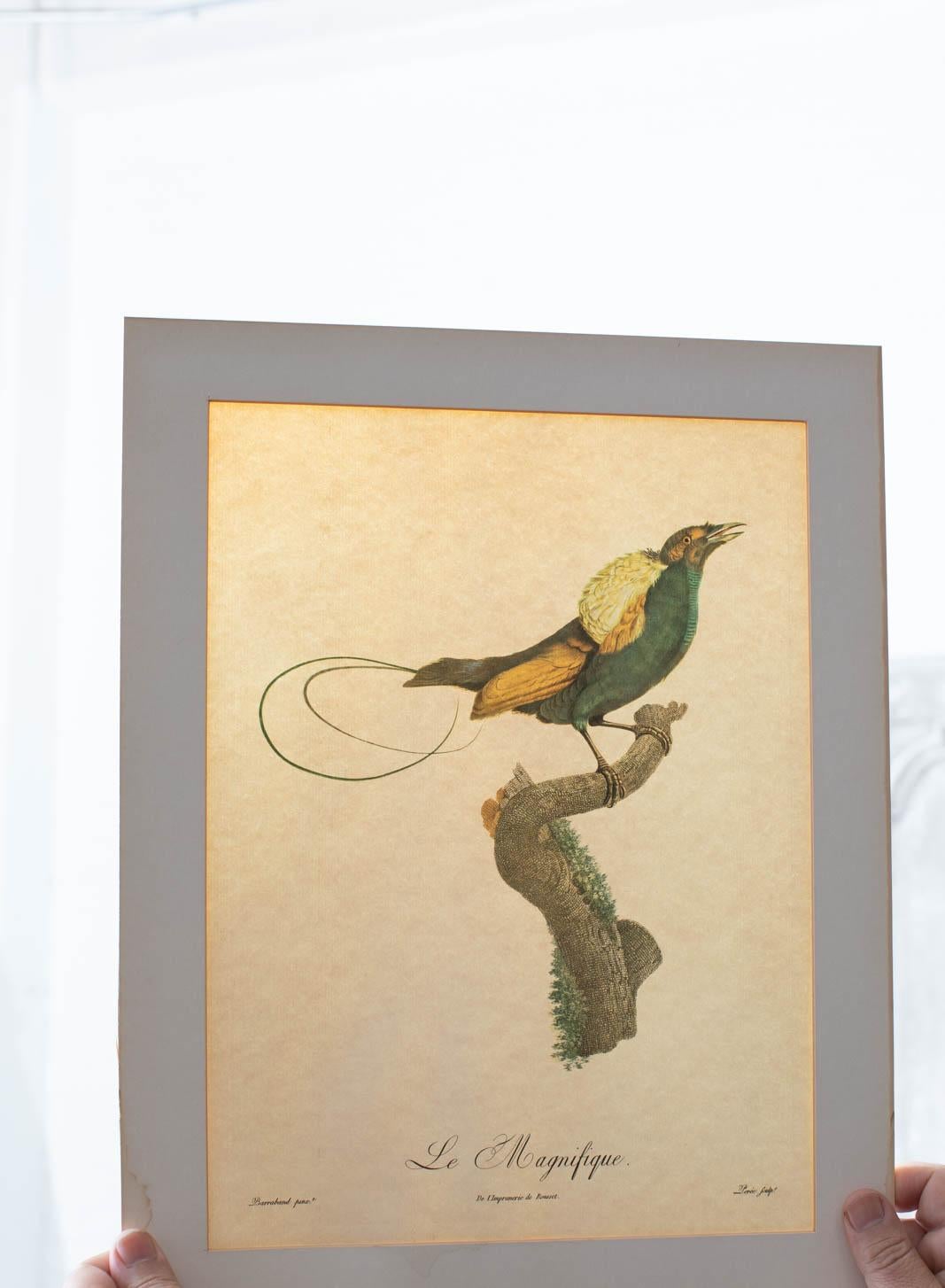 Set of 16 Hand Colored Etchings 13