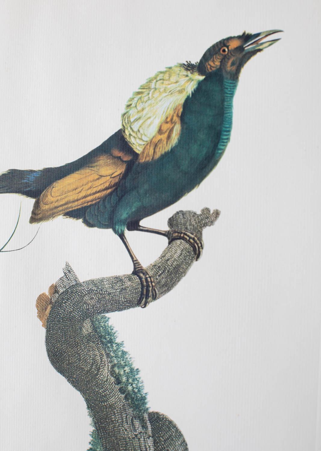 Set of 16 Hand Colored Etchings 14
