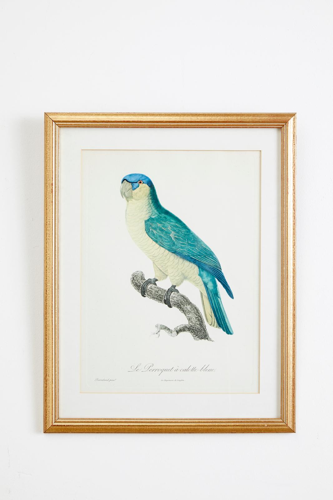 Set of 16 Hand Colored Etchings - Naturalistic Print by Jacques Barraband