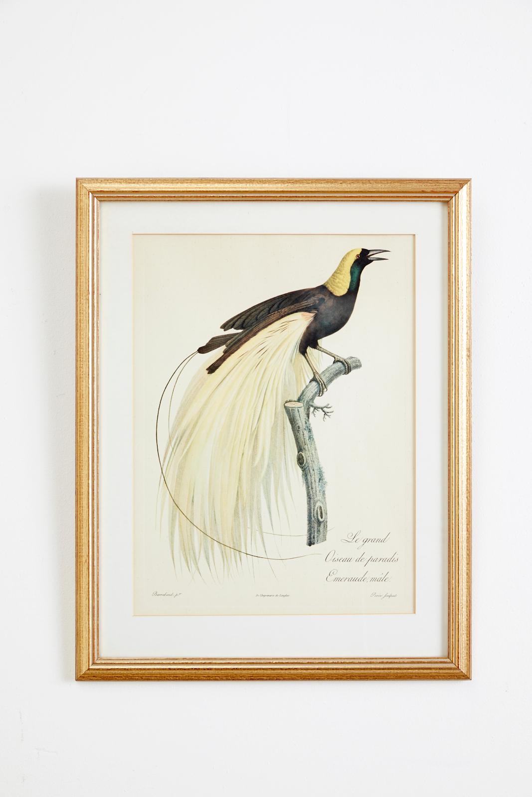 Set of 16 Hand Colored Etchings - Beige Animal Print by Jacques Barraband