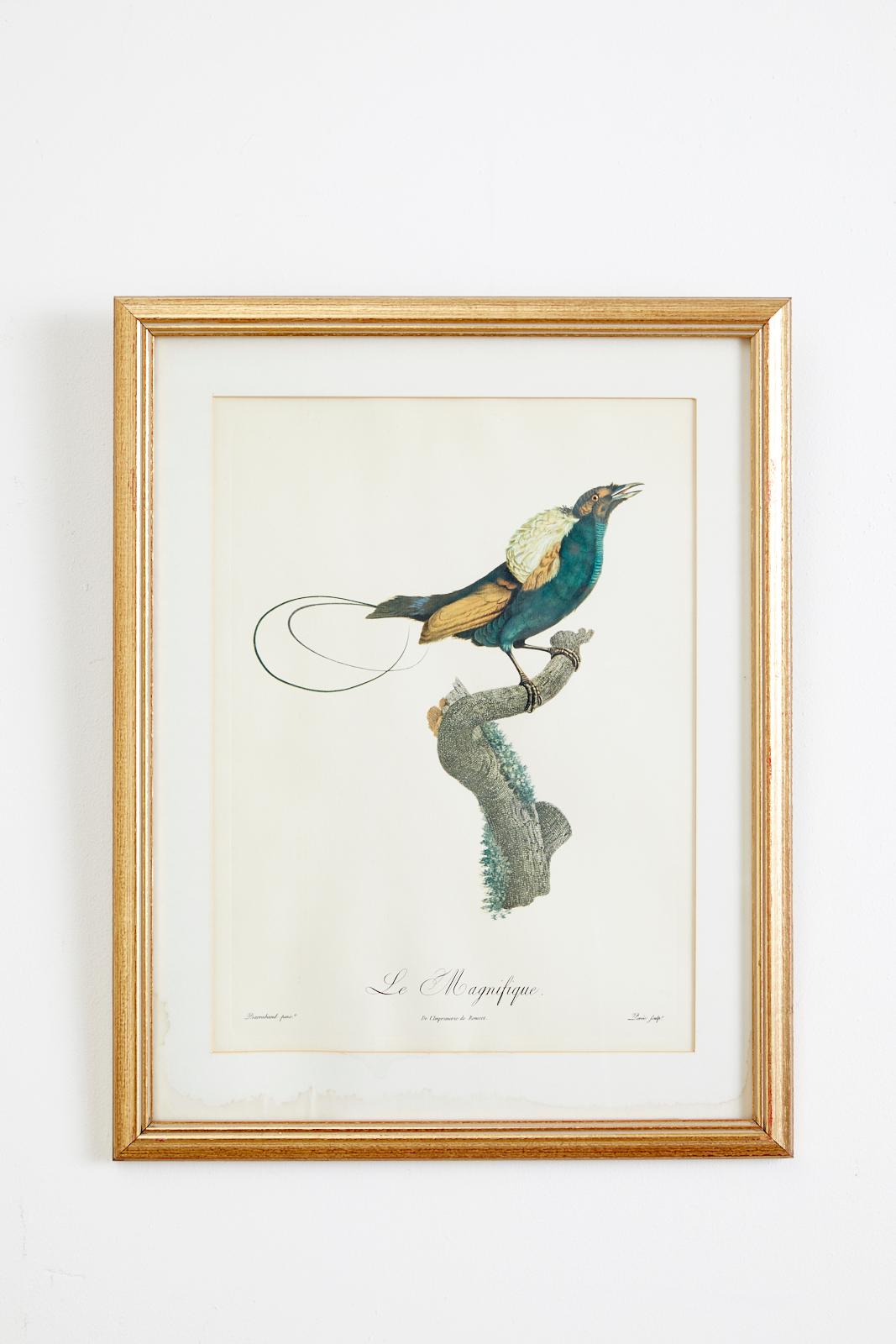 Assorted set of ornithological bird prints after Jacques Barraband F. Peree and Langois. Each with a description on the back of the gilt frames. Measurements include frames. Beautifully hand-colored with vibrant colors and detail. From an estate in