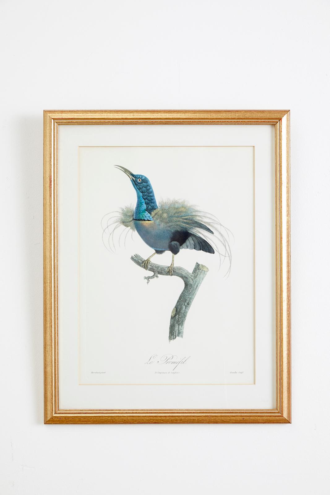 Set of 16 Hand Colored Etchings 2