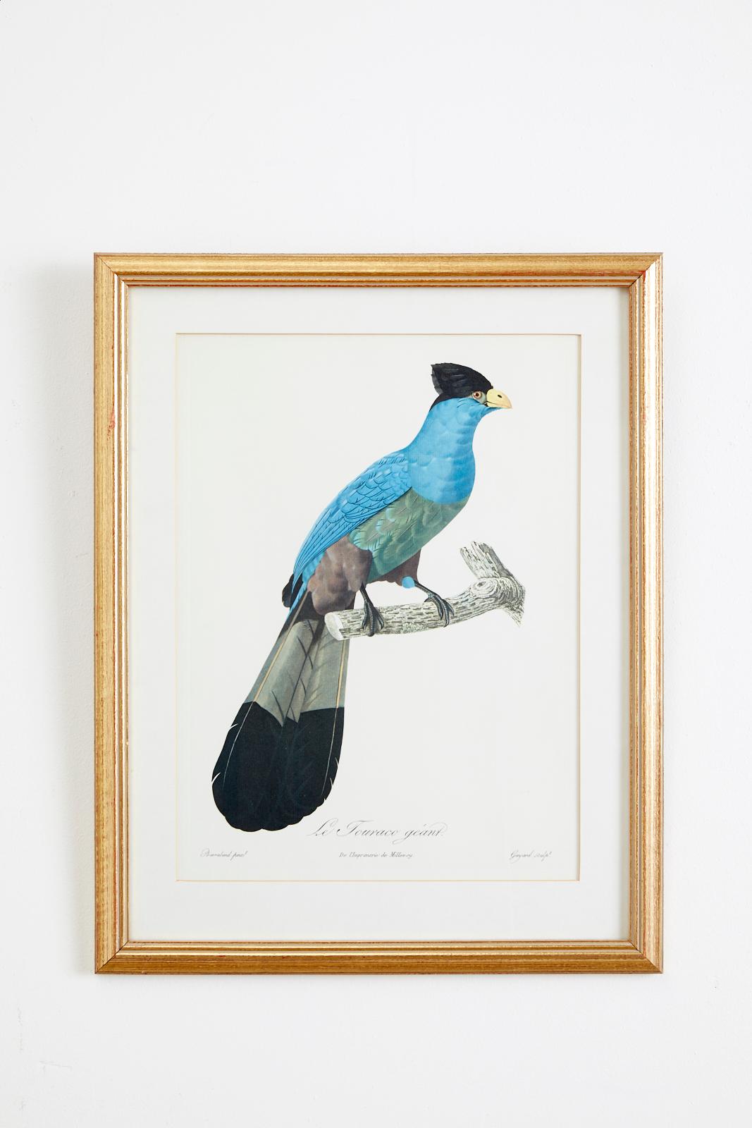 Set of 16 Hand Colored Etchings 4