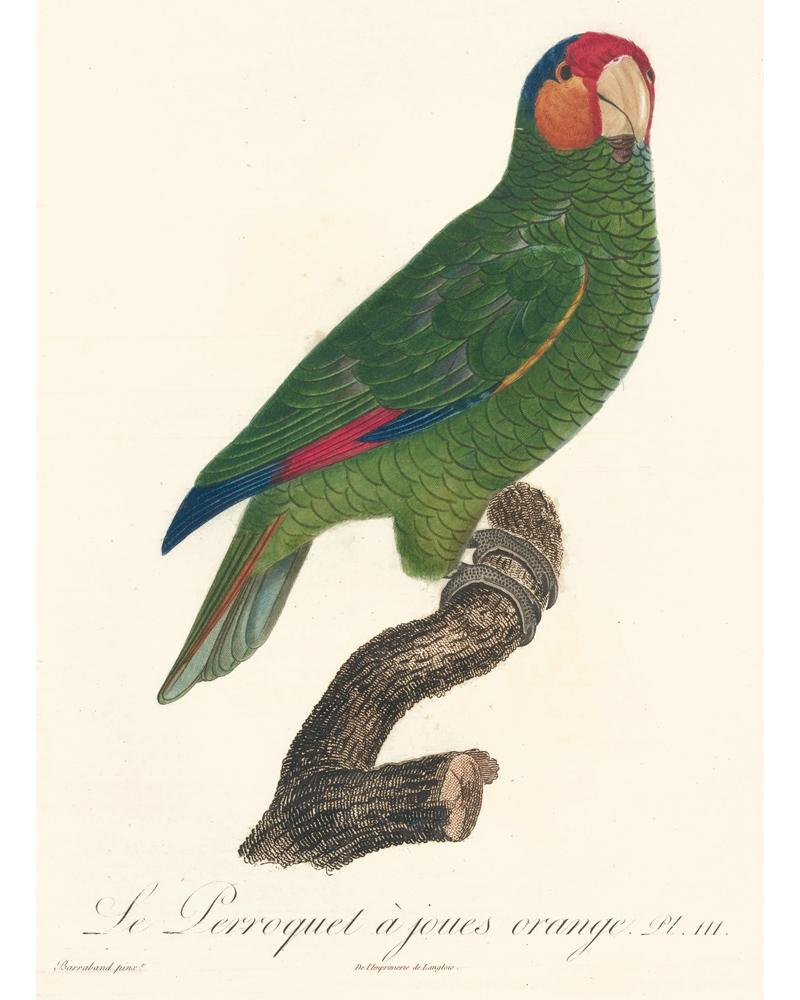 Barraband Jacques - 13 For Sale on 1stDibs | barraband parrot price,  barraband parrot for sale