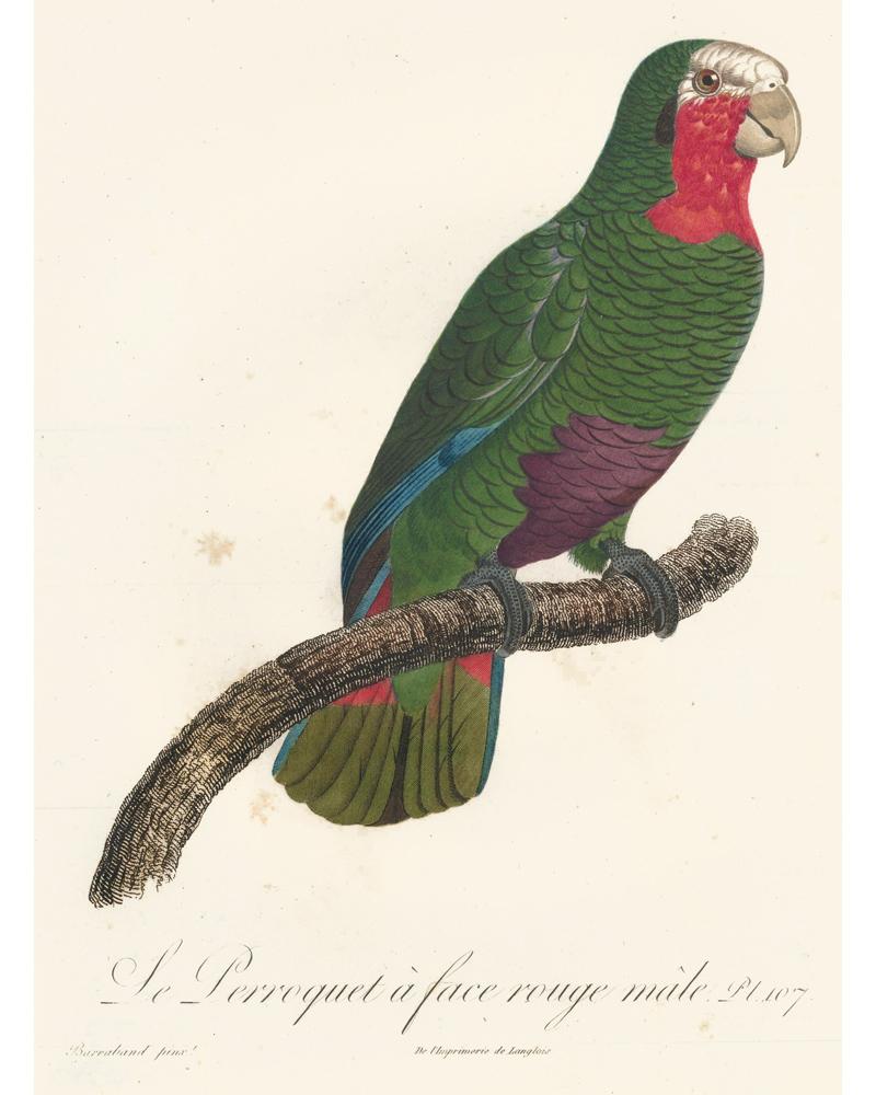 Set of 4 Green Parrot Prints - White Animal Print by Jacques Barraband