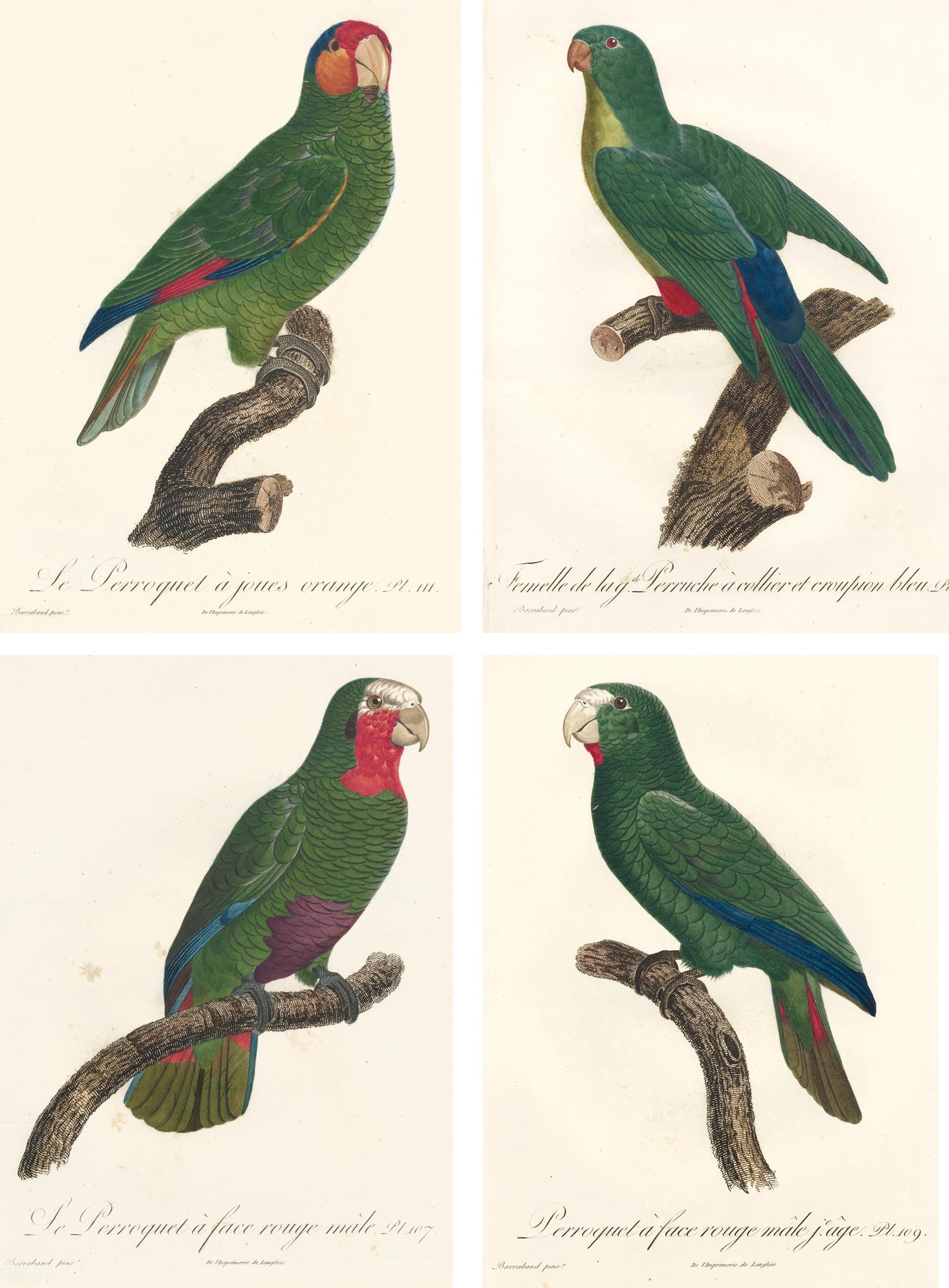 Jacques Barraband Animal Print - Set of 4 Green Parrot Prints