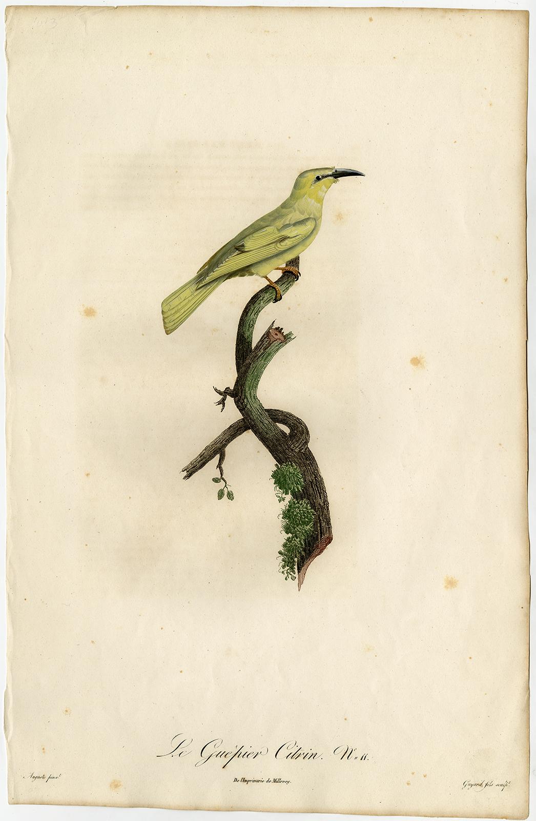 Jacques Barraband Animal Print - The citrine wagtail songbird by Barraband - Hand coloured etching - 19th century