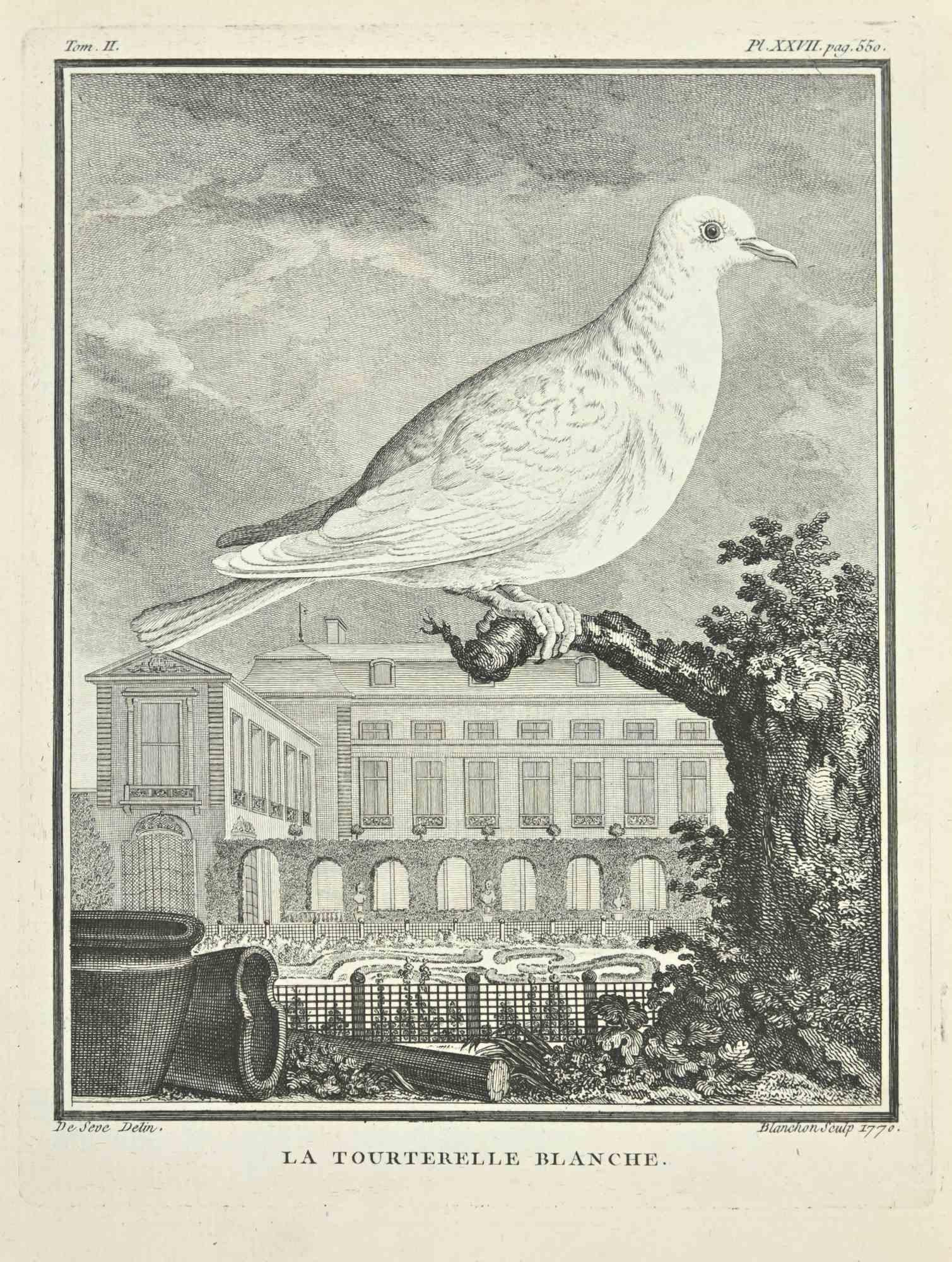La Tourtereller Blanche is an etching realized by Jacques Blanchon in 1771.

It belongs to the suite "Histoire Naturelle de Buffon".

The Artist's signature is engraved lower right.

Good conditions.