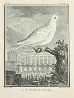 La Tourtereller Blanche - Gravure de Jacques Blanchon - 1771