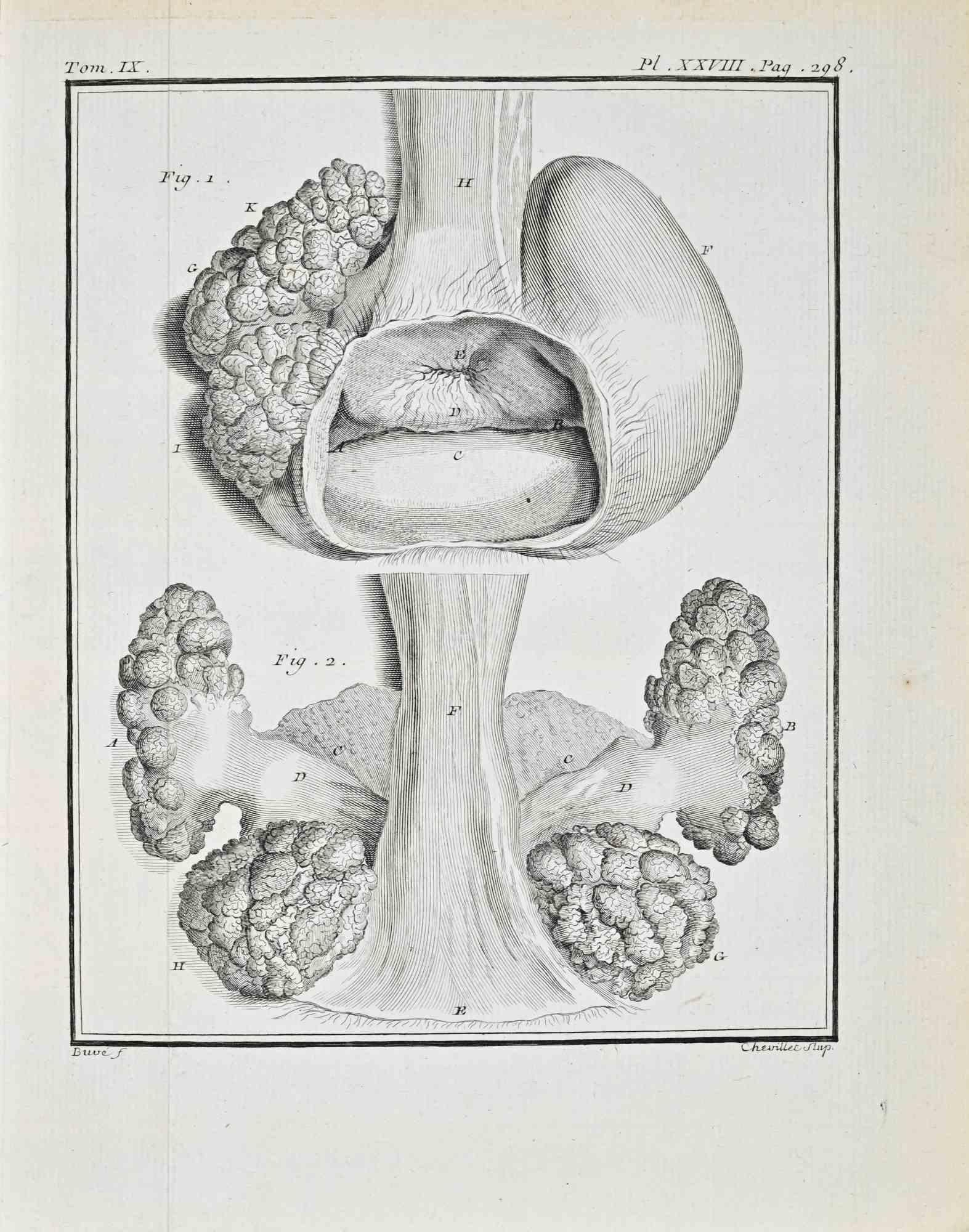 Études anatomiques - Gravure de Jacques de Sève - 1771