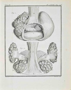 Anatomical Studies - Etching by Jacques de Sève - 1771