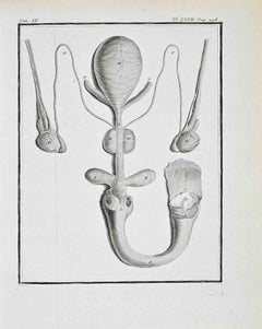 Anatomical Studies - Etching by Jacques de Sève - 1771