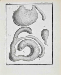 Anatomical Studies - Etching by Jacques de Sève - 1771