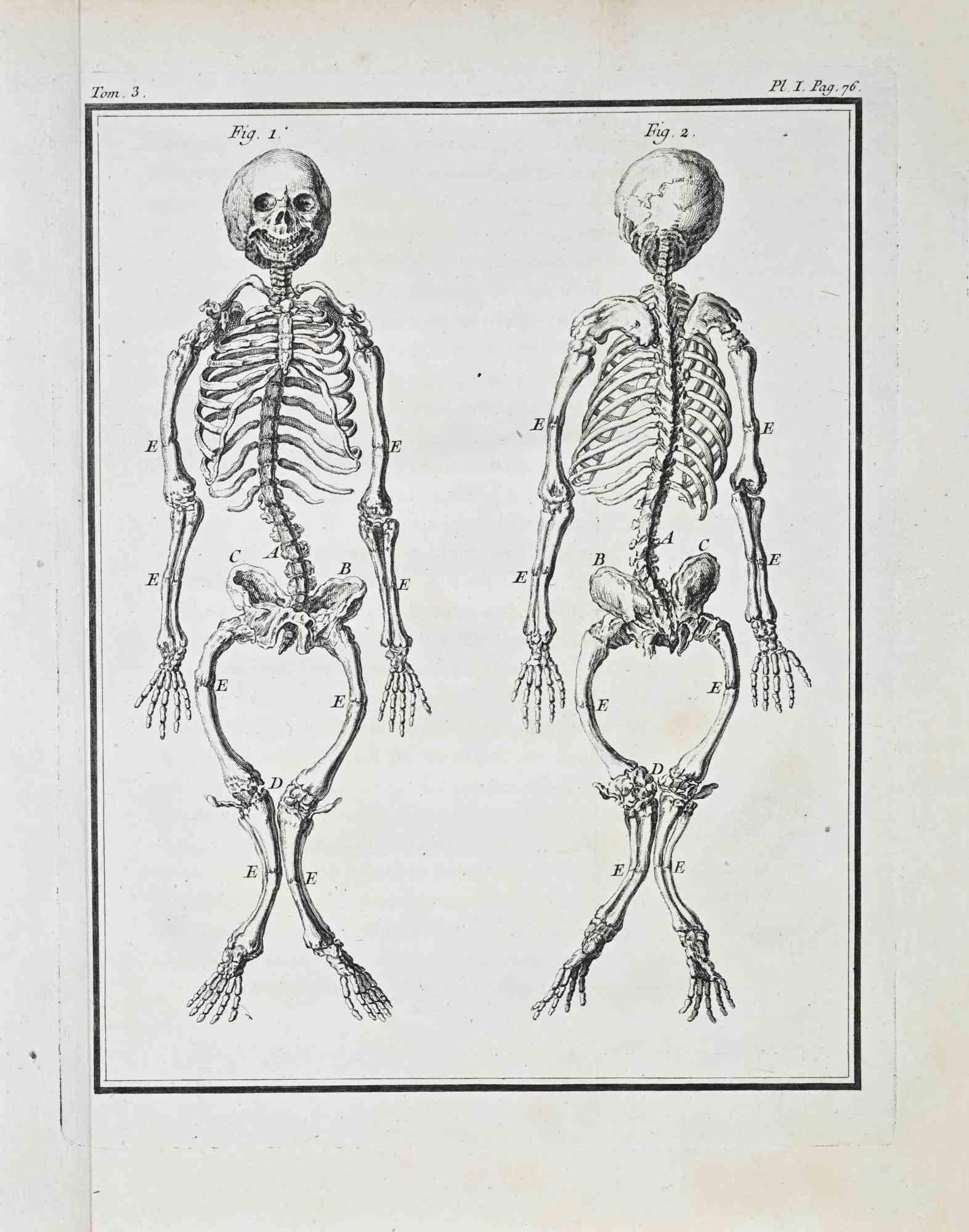 Jacques de Seve Figurative Print - Anatomical Studies - Etching by Jacques de Sève - 1771