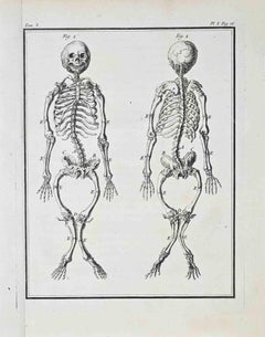 Anatomical Studies - Etching by Jacques de Sève - 1771